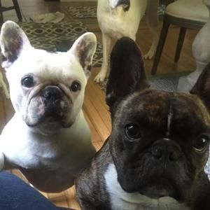 Meet your Posher, Alfred